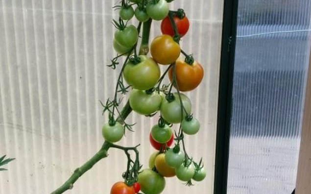 Gardening in Summer